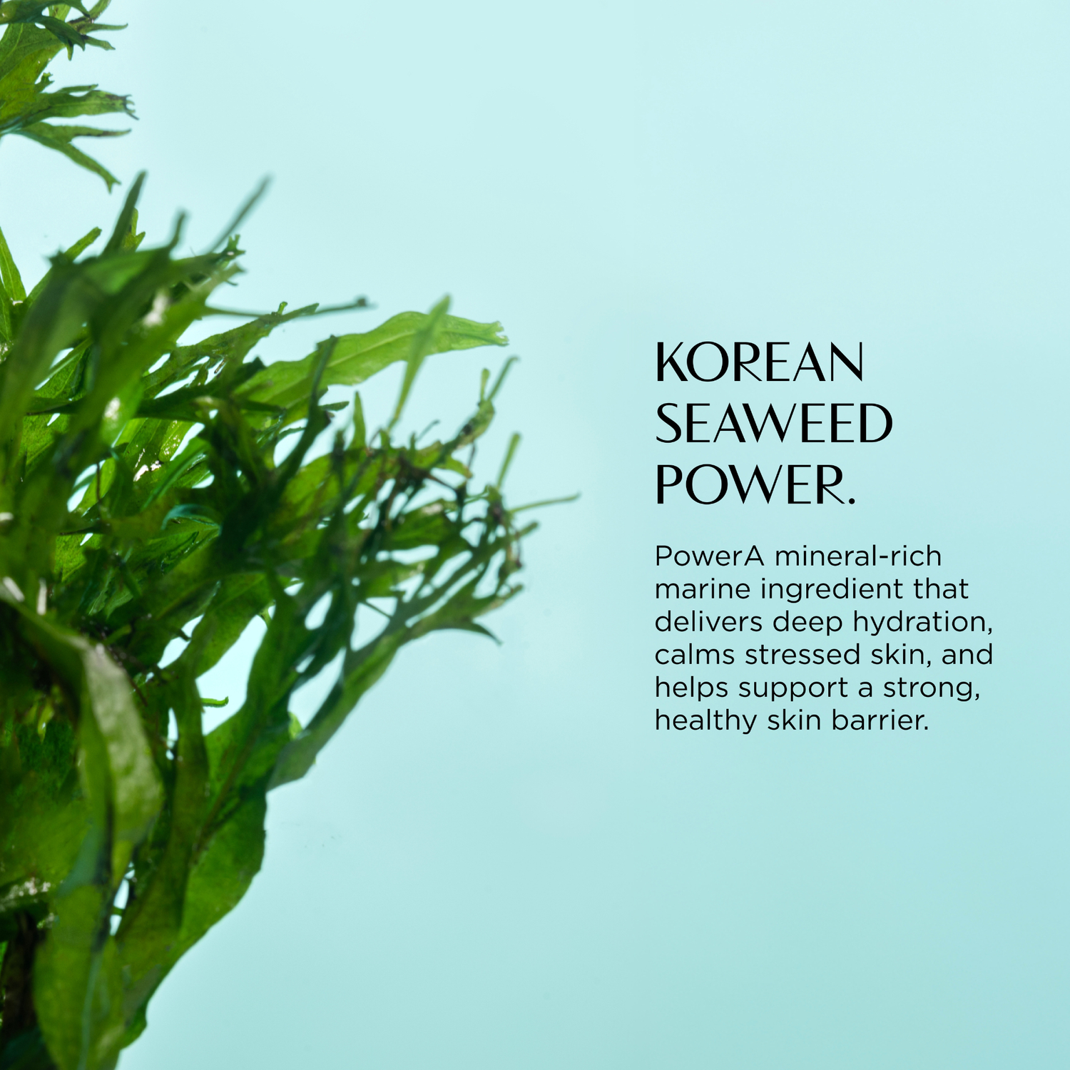 Korean seaweed with text about its benefits on a light blue background
